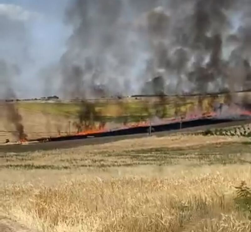 ADIYAMAN’DA 40 DÖNÜMLÜK BUĞDAY