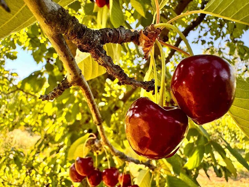 Afyonkarahisar’da bu yıl kirazda istenilen rekolte yakalanamadı