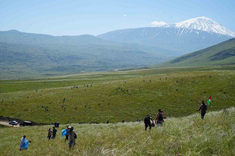 Ağrı Dağı eteklerinde toplanan bitkilerinden aromatik yağlar üretilecek