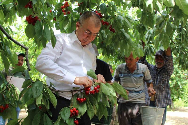 Amasya’da dalları kiraz bastı, rekolte 50 bin ton