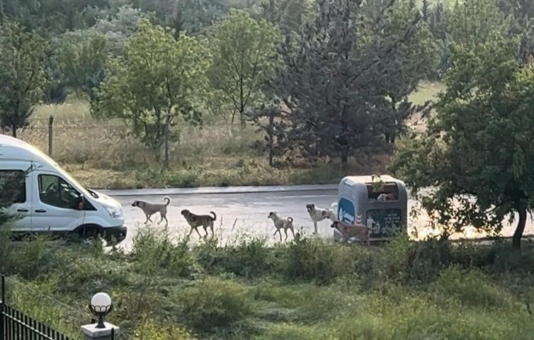 AVUKAT MELTEM ZORBA, HAYVAN