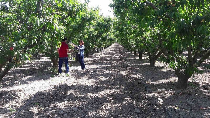 Aydın’da 17 ekiple 40 bahçede mücadele devam ediyor