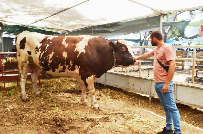 AYVALIK’TA YAKLAŞIK BİR BUÇUK