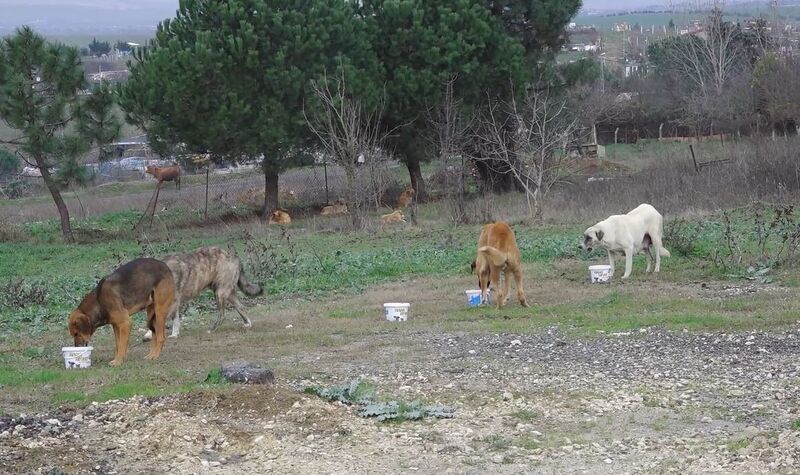 Büyükçekmece Belediye Başkanı Akgün: “Devlet katkı sağlarsa sokak hayvanları sorunu 5 yılda çözülür”