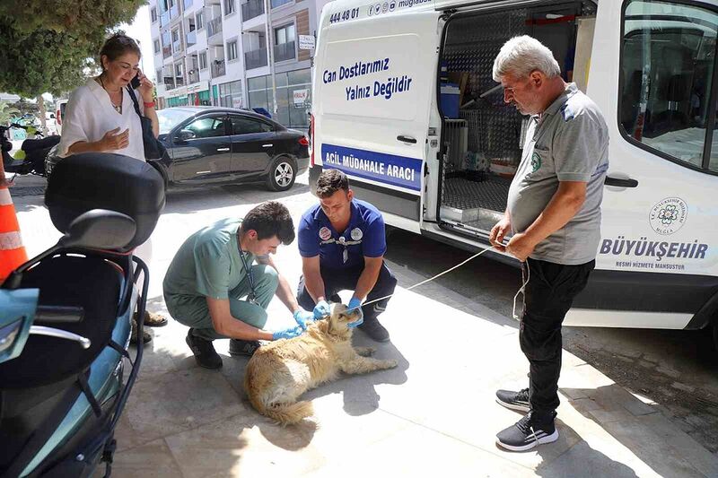 Can dostlar için Büyükşehir Acil Müdahale aracı yollarda