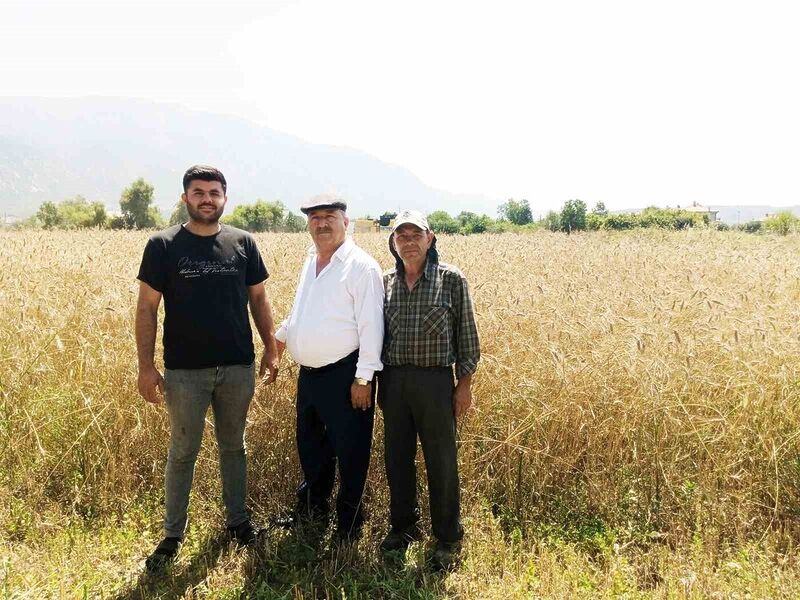 Çiftçi buğday fiyatlarının açıklanmasını bekliyor