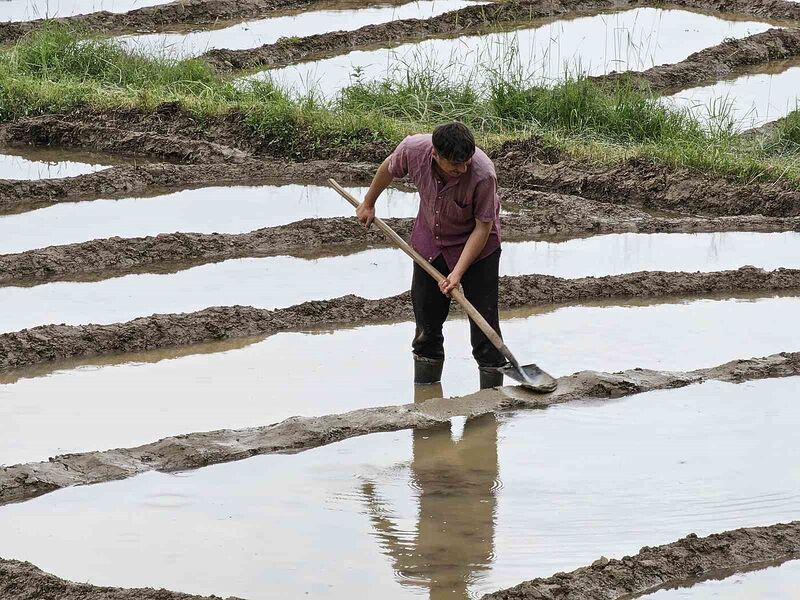 Çukurca’da çeltik ekimi başladı