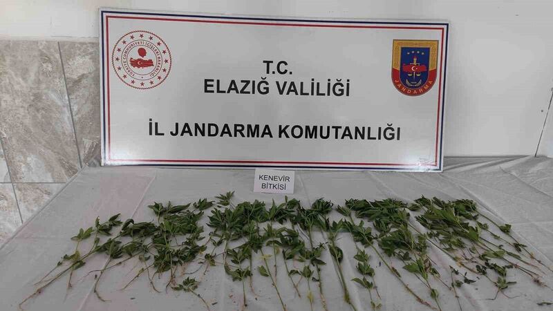 ELAZIĞ’IN PALU İLÇESİNDE DÜZENLENEN