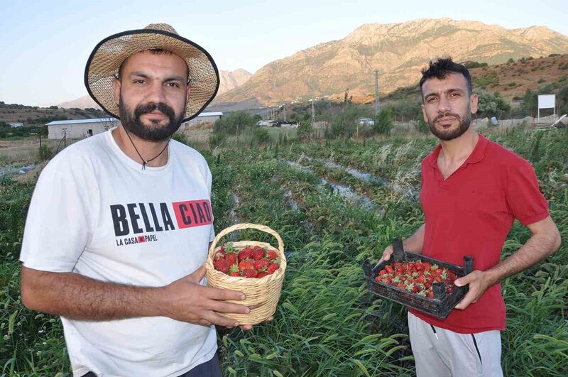 Devlet desteğiyle tütüne alternatif olarak ürettikleri çilekleri devletin zirvesine ulaştırmanın mutluluğunu yaşadılar