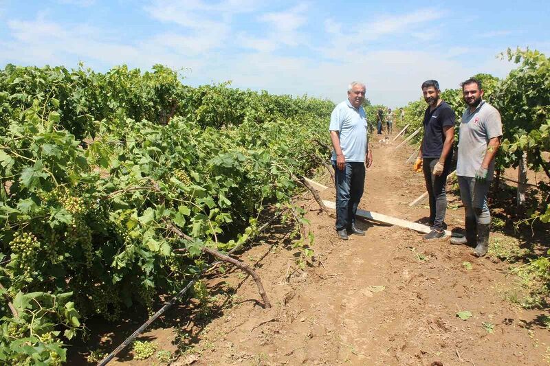 Dolu yağışının ardından üzüm bağlarında hasar tespiti başladı