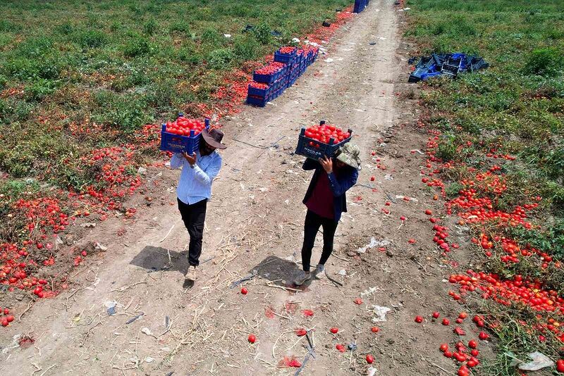 ADANA'DA TURFANDA DOMATESTE BU