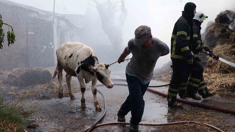 HAYVANLARI KURTARMAK İÇİN CANI