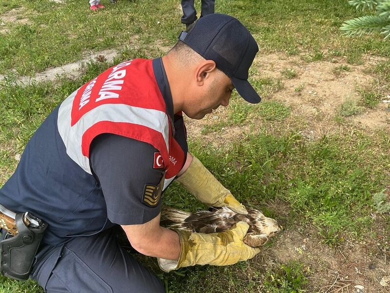 SİVAS’TA KANADINDAN YARALI HALDE