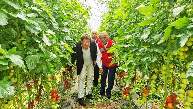 Karadeniz’in en büyük sebze serasında sezonun ilk domates hasadı yapıldı