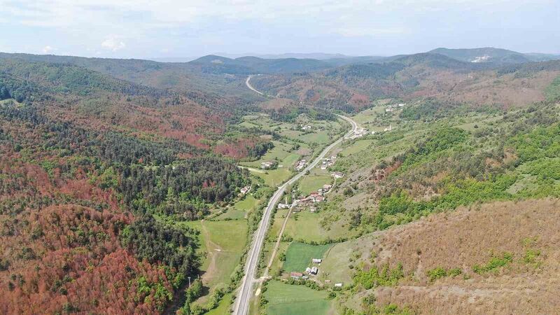 Kastamonu’da kahverengiye bürünen ormanlarla ilgili açıklama