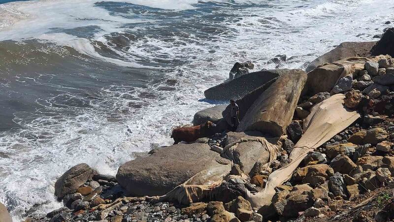 ZONGULDAK'IN KOZLU İLÇESİNDE KURBAN