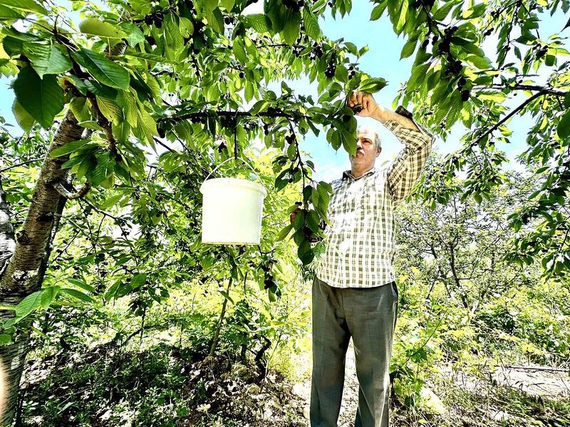 Kiraz üreticisi günlük 2 bin TL’ye işçi bulamıyor