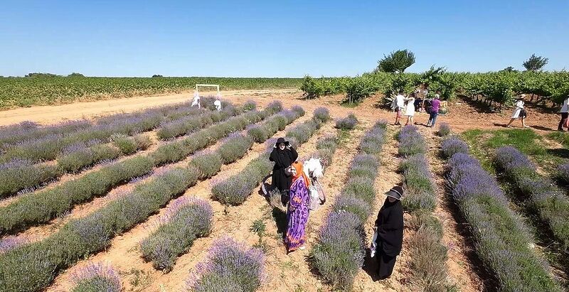 HAVALARIN ISINMASIYLA BİRLİKTE LAVANTA