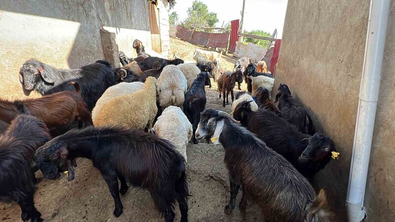 Kurbanlık satıcısı kadın: “Kurbanlıklar pahalı satılıyor bu kadar olmaz”