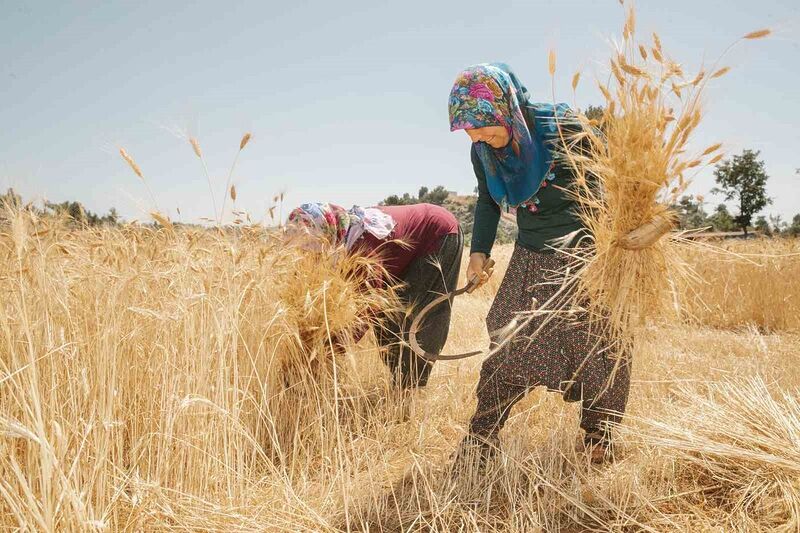 Mersin’de ata tohumlarının hasadına başlandı