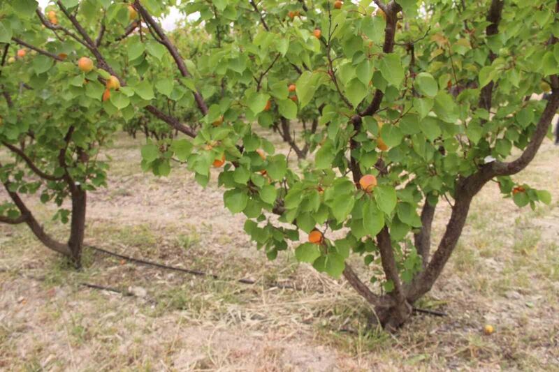 Mersin’de üretilen 200 bin ton kayısının yarısı ihraç edildi