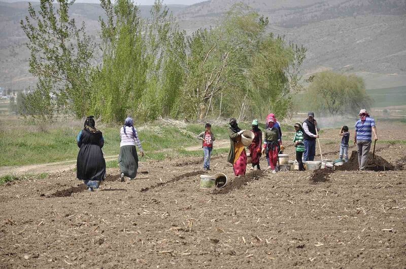 MEVSİMLİK TARIM İŞÇİLERİ TARLALARDA