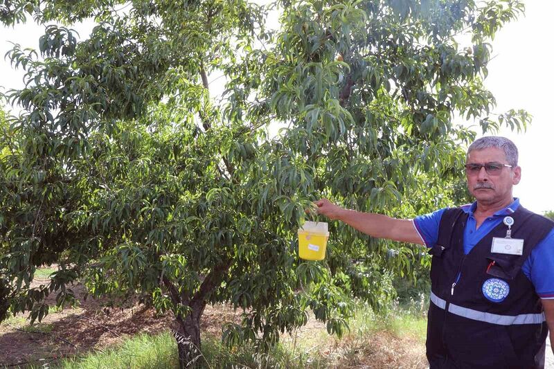 Narenciye ihracatına Büyükşehir desteği