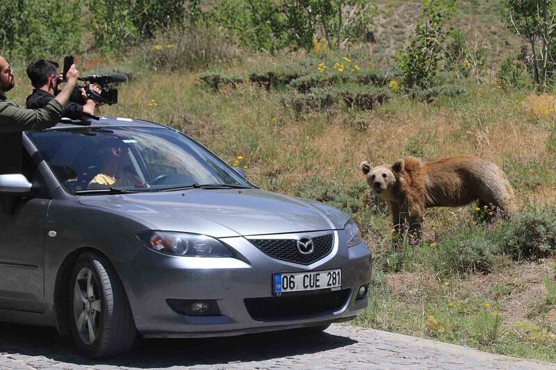 Nemrut’un maskotu ayıları görenler telefonlarına sarılıyor