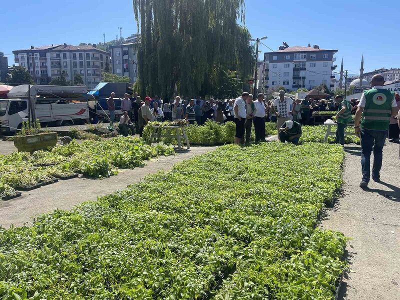 Rize’de ata tohumlarından üretilen 40 bin sebze fidanı vatandaşlara dağıtıldı