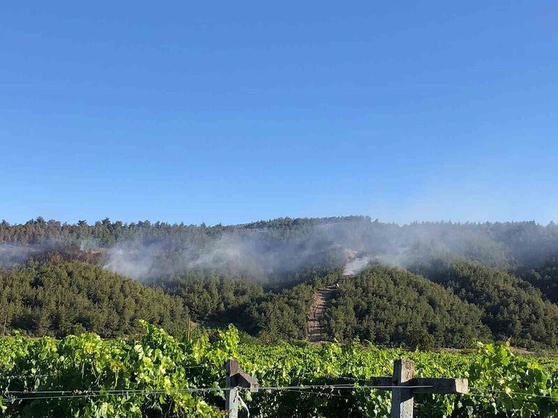 Sakarya’da ormanlık alanda çıkan yangına havadan ve karadan müdahale