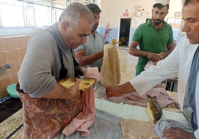 Şanlıurfa’da balıkların sağımı yapıldı