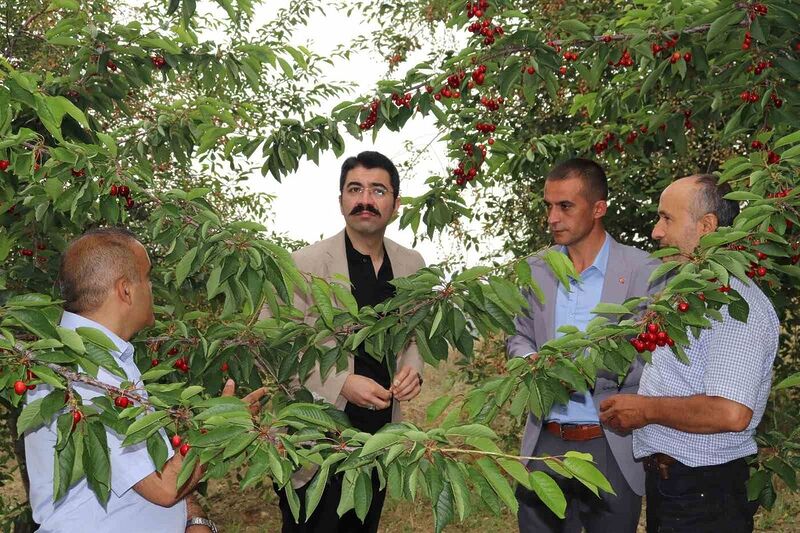 Selendi’de kiraz hasadı devam ediyor