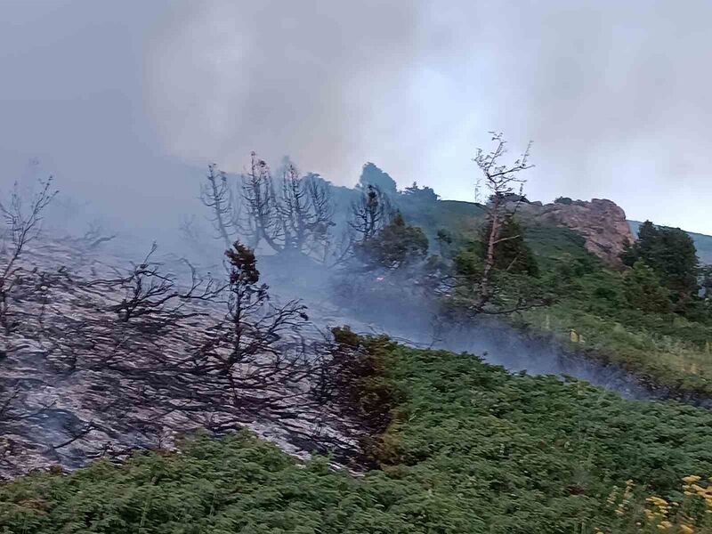 TUNCELİ’NİN PÜLÜMÜR İLÇESİNDE AĞAÇLIK