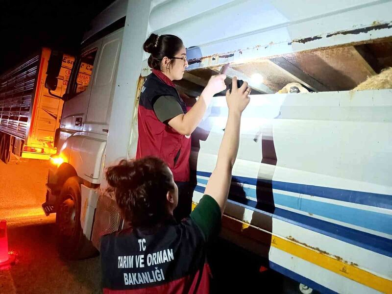 Tunceli’de hayvan sevkiyatına sıkı denetim