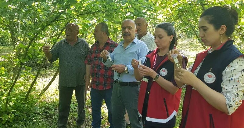 TÜRKELİ'DE SAMURAY ARISI DOĞAYA