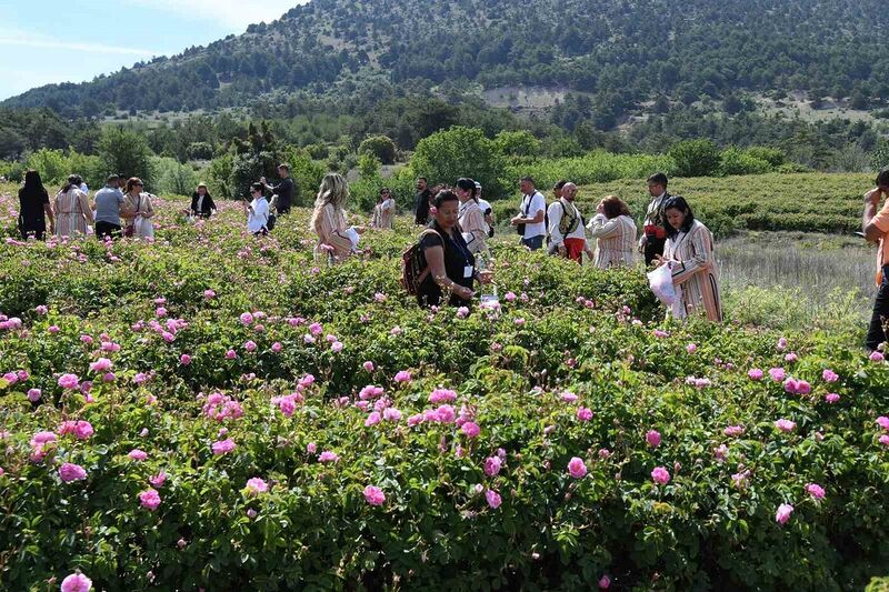 Uluslararası Isparta Gül Festivali gül hasadıyla renklendi