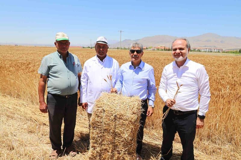 ÜNİVERSİTENİN TARIM ARAZİLERİNDE BUĞDAY