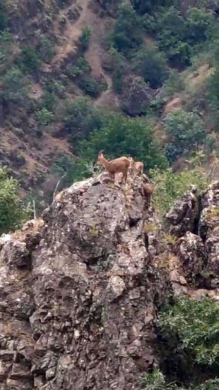 Yabani keçiler kayalık üzerinde görüntülendi