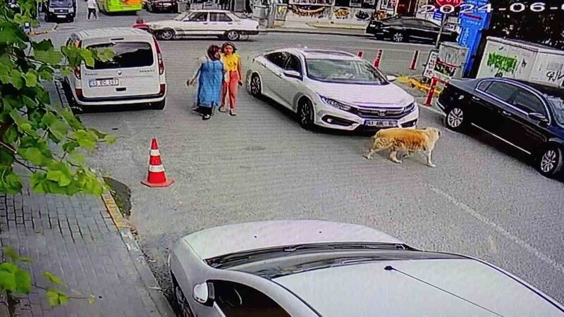 Yolun karşısına geçen köpeğe çarptı, arkasına bile bakmadı