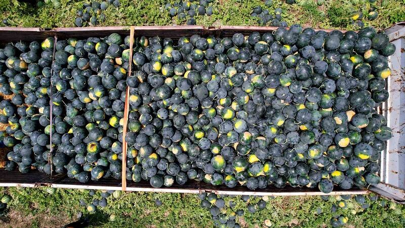 Adana’nın çekirdeksiz karpuzu Avrupa sofralarını süslüyor