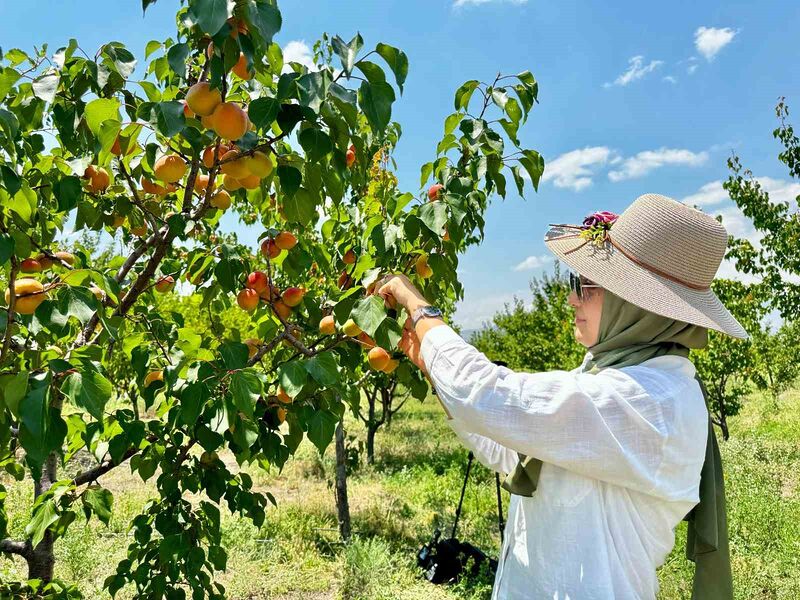 Ağrı’nın volkanik topraklarında 6 ton kayısı hasadı yapıldı