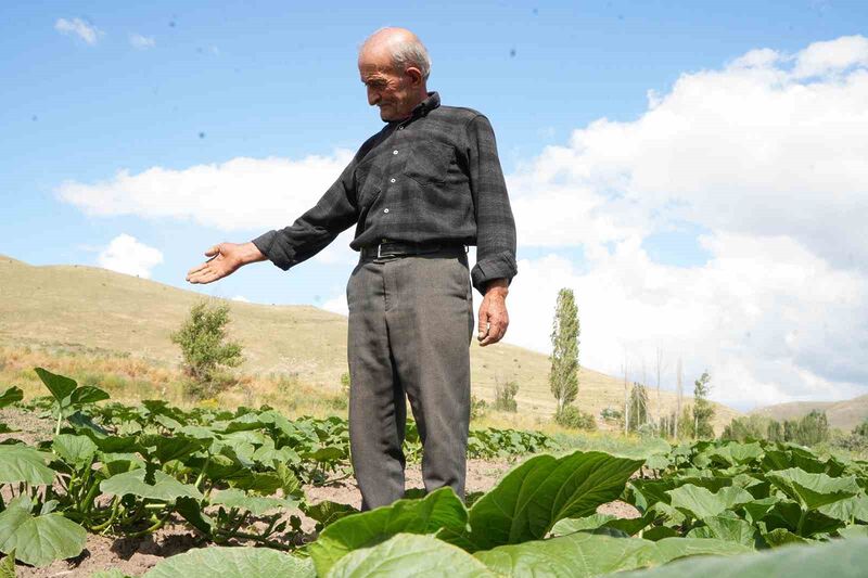 ATA TOHUMUNDAN ORGANİK BAL