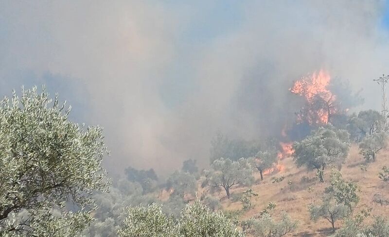 Aydın’da zeytinlik alanda yangın