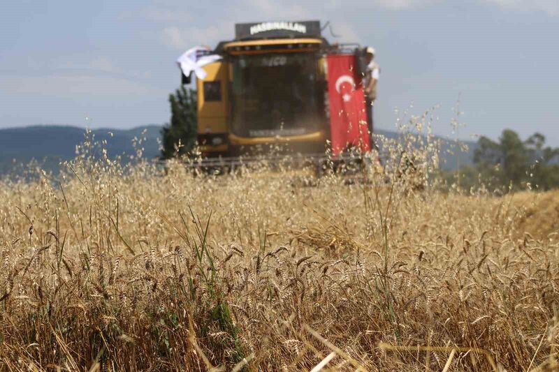 “Ayten abla buğdayı” ilk kez hasatta