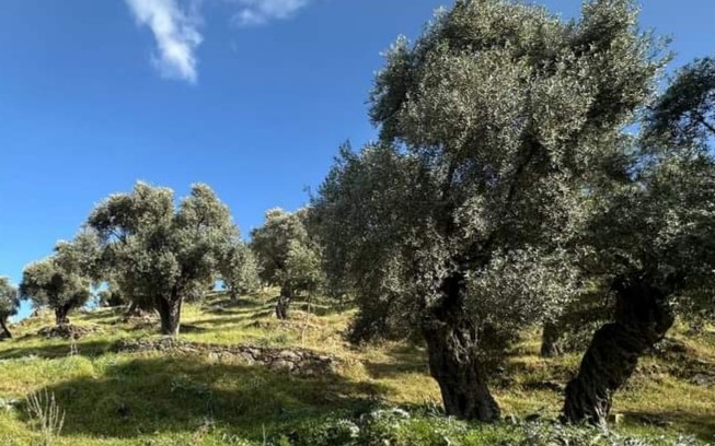 BALIKESİR VAKIFLAR BÖLGE MÜDÜRLÜĞÜ,