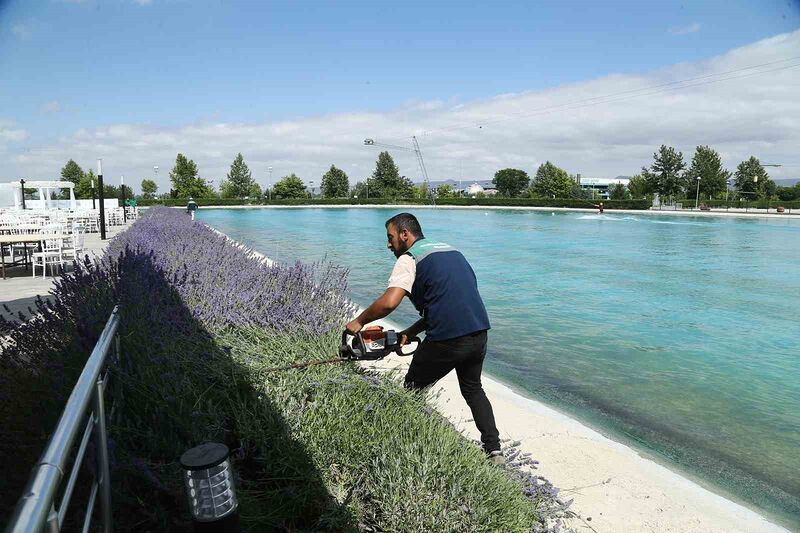 Büyükşehir 160 bin lavantanın hasadına başladı