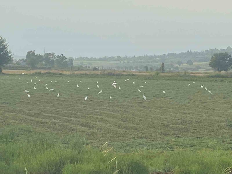 Çiftçilerin imdadına kuşlar yetişti