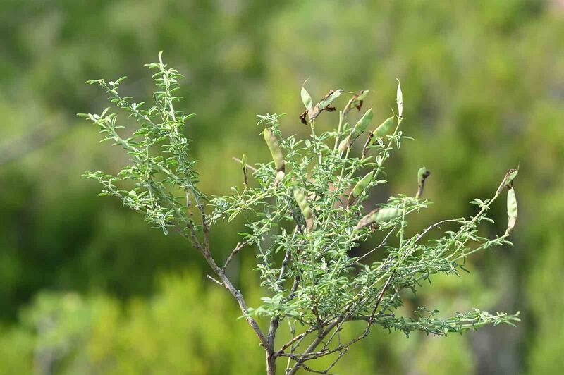 EGE ÜNİVERSİTESİ BOTANİK BAHÇESİ