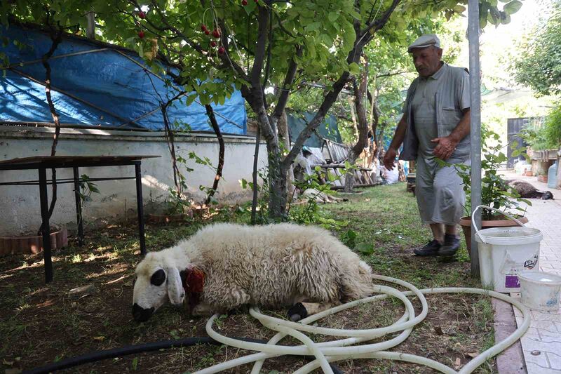 Elazığ’da sokak köpekleri dehşeti: Koyun ve tavukları telef ettiler, 3 koyunu yaraladılar