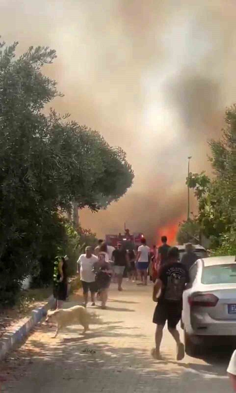 İZMİR’İN FOÇA İLÇESİNDE, ORMANLIK